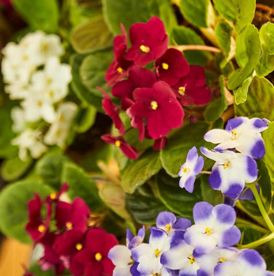 Envío de flores para funeral